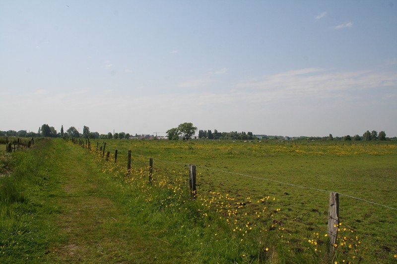 gbm1